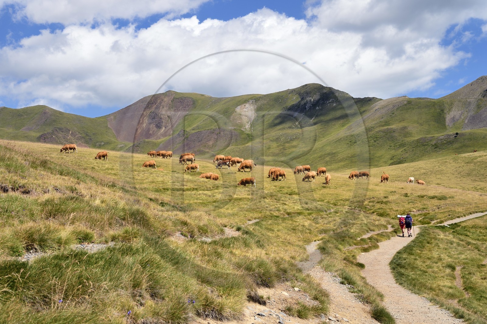 France, Hautes-Pyrénées (65), Saint-Lary-Soulan et Vielle-Aure, randonnée sur une variante du GR10 entre le col de Portet et les lacs de Bastan en bordure de la réserve naturelle de Néouvielle, troupeau de vaches en estive  vers le col