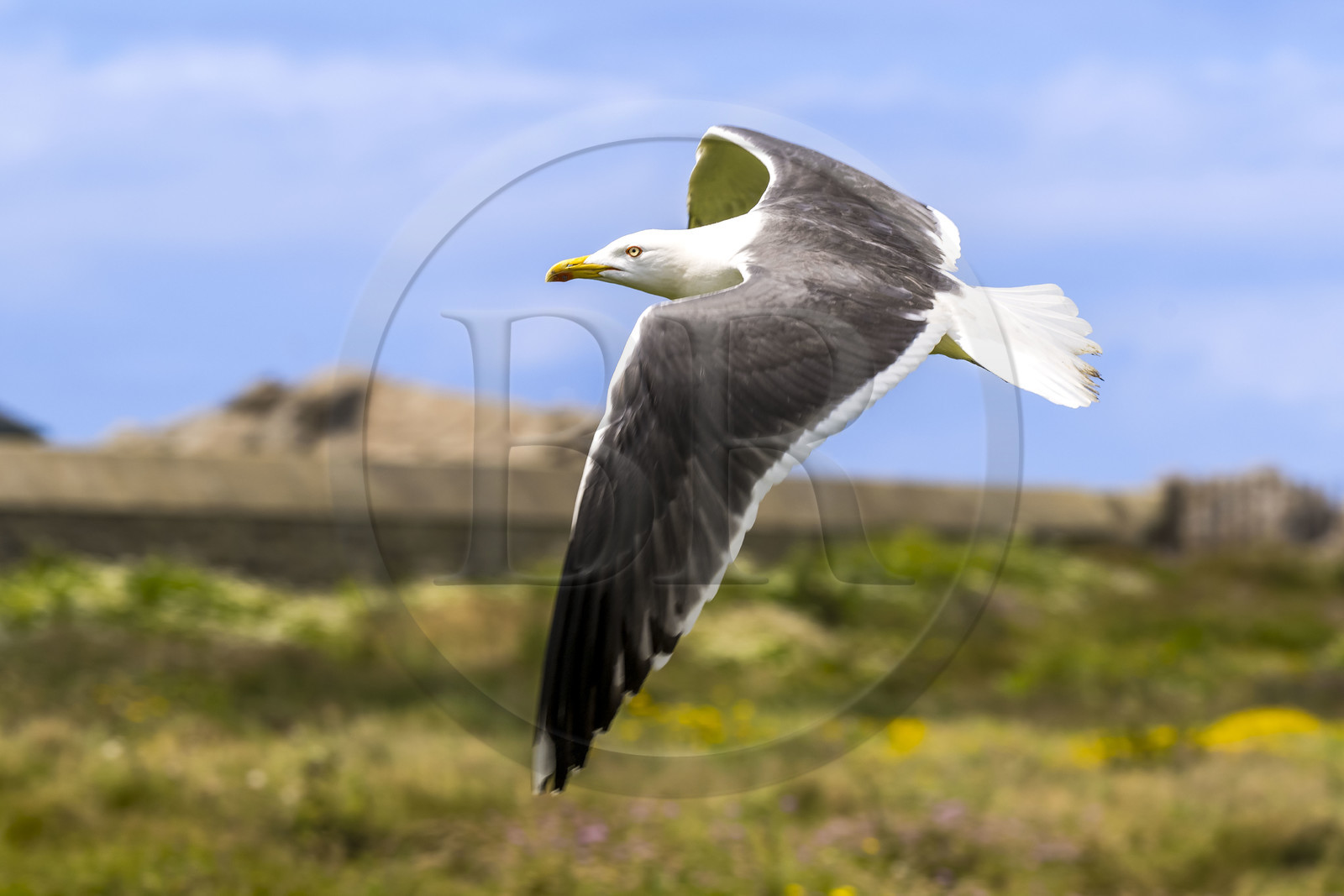 France, Finistère (29), Pays des Abers, Ile Vierge dans l'archipel de Lilia, goéland