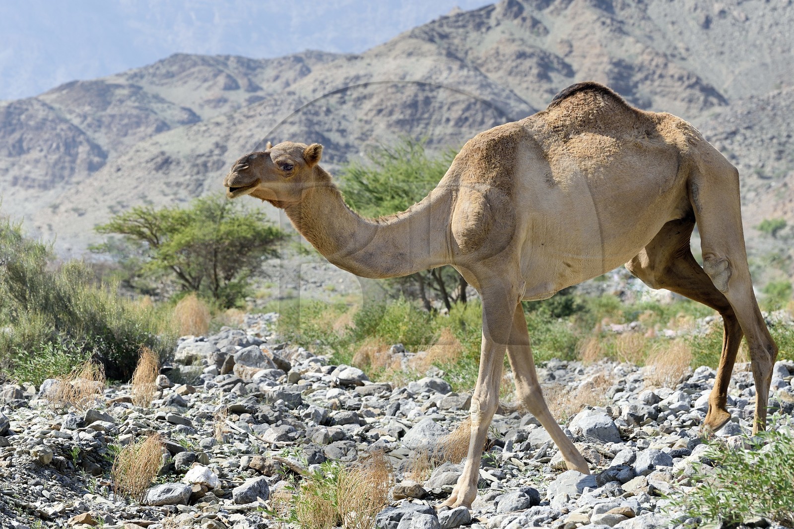 Sultanat d'Oman, gouvernorat de Al-Batina du Sud, Hajar occidental, Wadi Mistall, village de Ghubrah, dromadaire