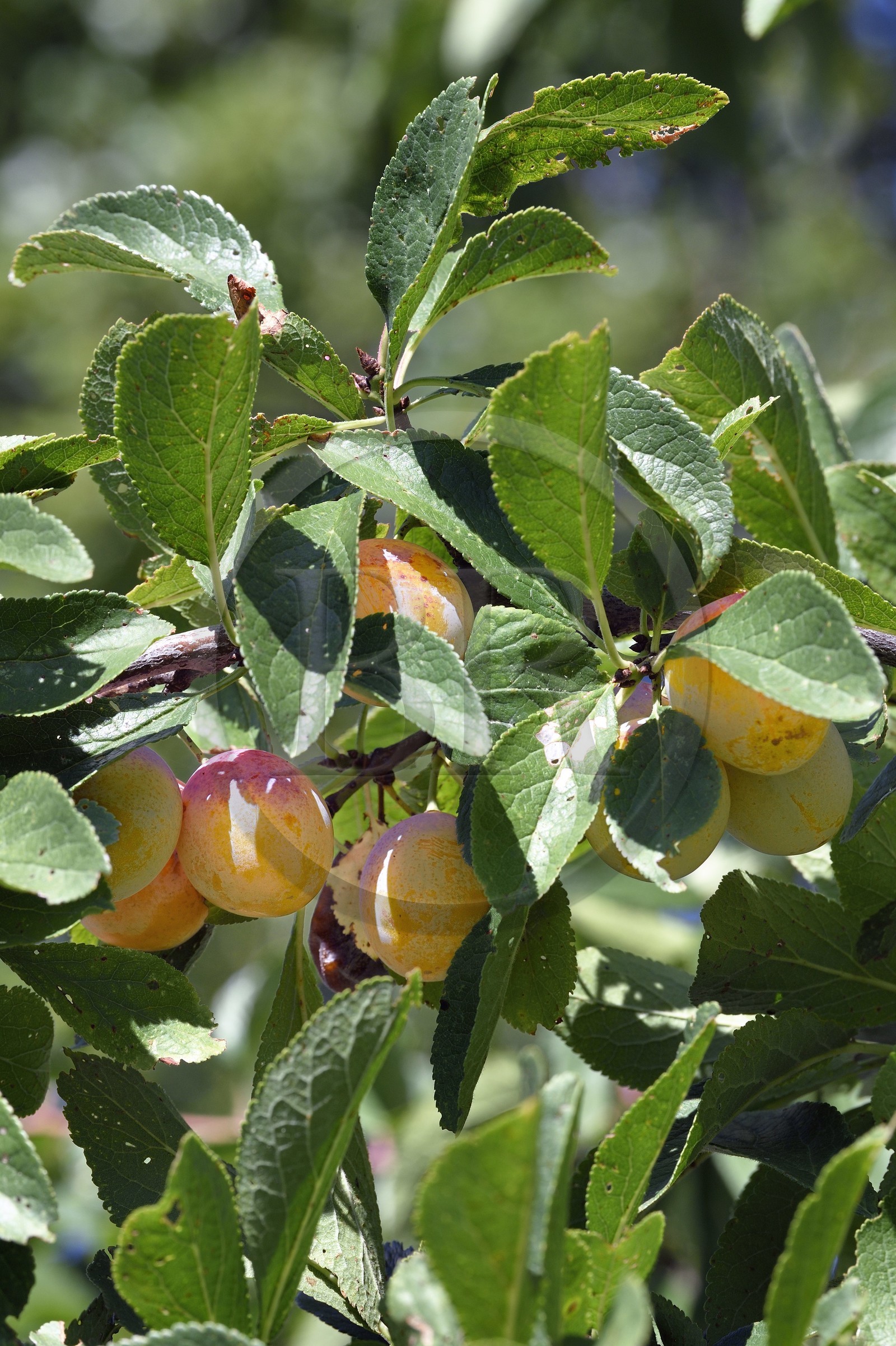 France, mirabellier qui est une variété de prunier, mirabelles dans l'arbre