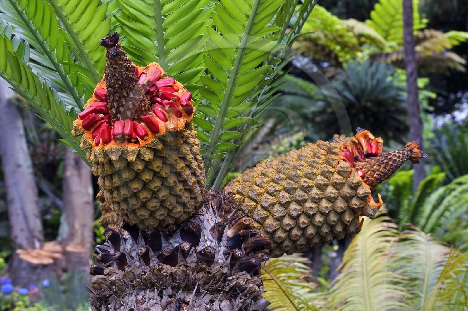Portugal, Ile de Madère, Funchal, le jardin tropical Monte Palace, fruits du cica (encephalartos lebomboensis)