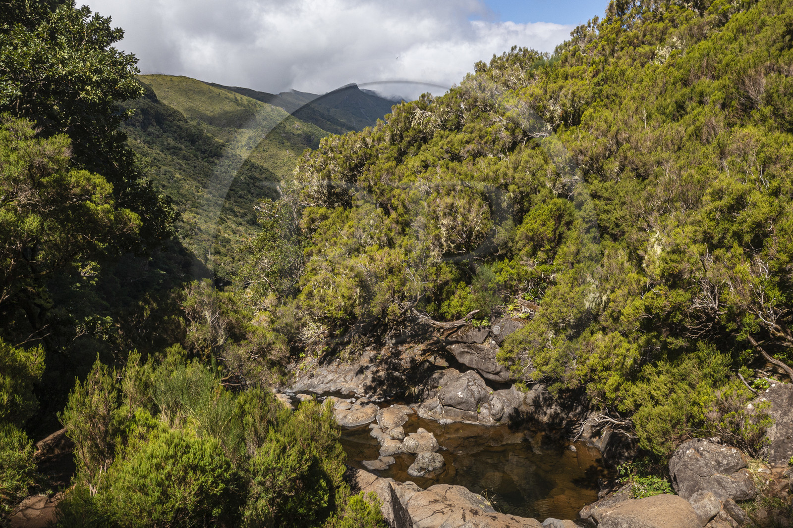 Portugal, Ile de Madère, randonnée par la levada do Alecrim dans La forêt de Rabaçal, la laurisilva, unique vestige de la forêt primaire qui recouvrait le sud de l’Europe il y a des millions d’années, la vallée sauvage de 18 km Ribeira da Janela qui descend vers la mer (vue aérienne)