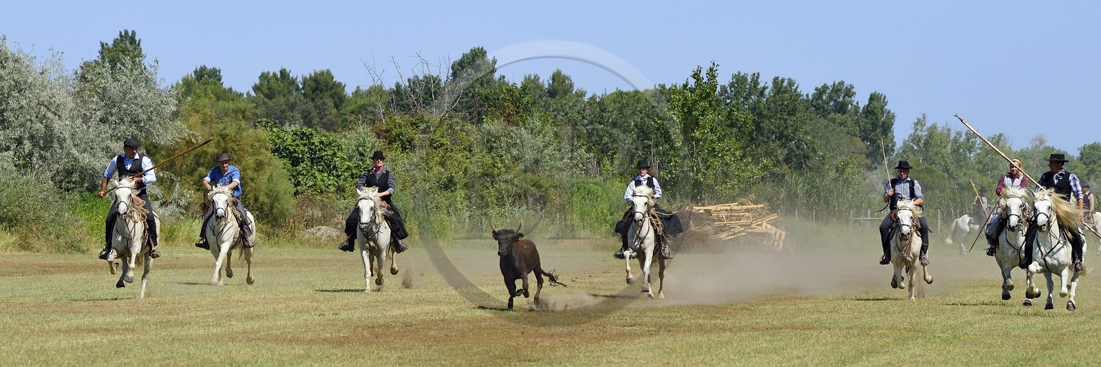 France, Bouches-du-Rhône (13), Parc naturel régional de Camargue, La Régie de Frigoulès, ferrade, gardians poursuivant un taureau