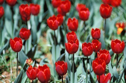 France, red tulips