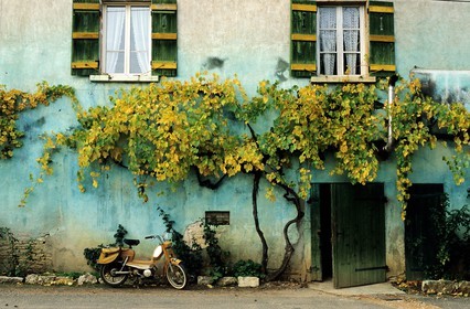 France, Saone et Loire, Cruzille, vine estate of Maynes