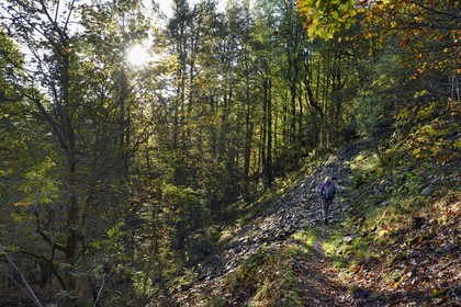 France, Vosges, Ballons des Vosges Regional Natural Park, Saint Maurice sur Moselle, hiker walking towards the Col des Perches pass next to Gazon Rouge
