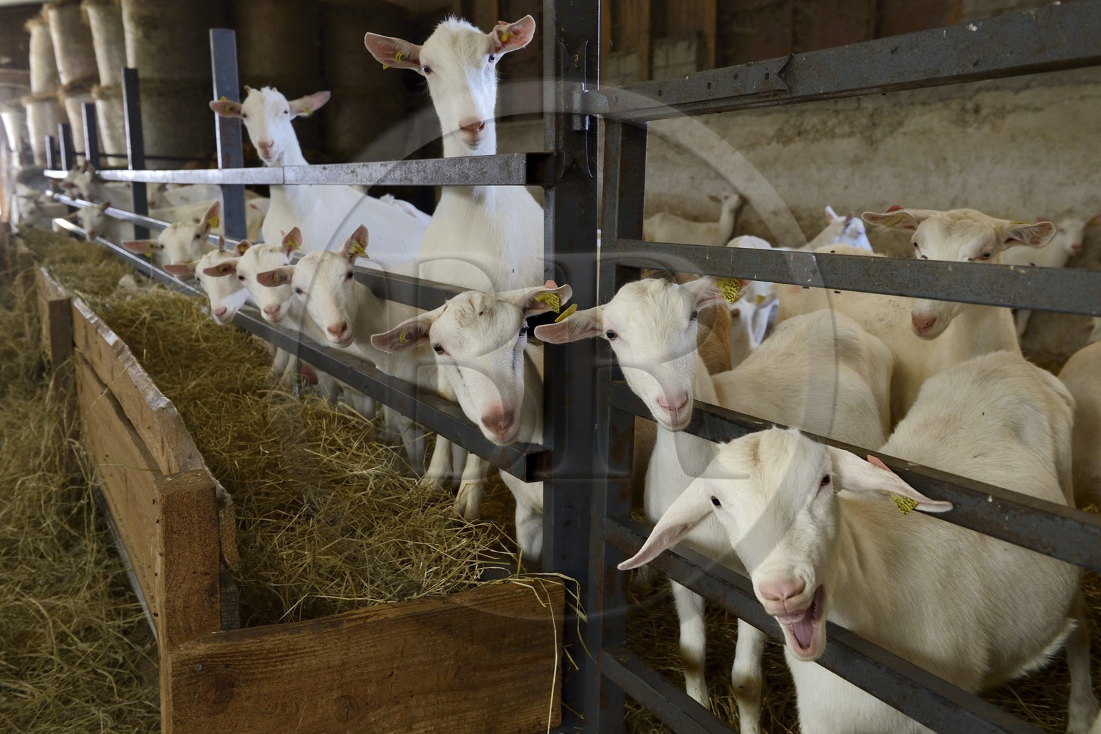 France, Loire (42), Parc Naturel Régional du Pilat, Pélussin, production par le GAEC de la Cabriole du fromage de chèvre Rigotte de Condrieu AOC, chevrettes nées dans le mois