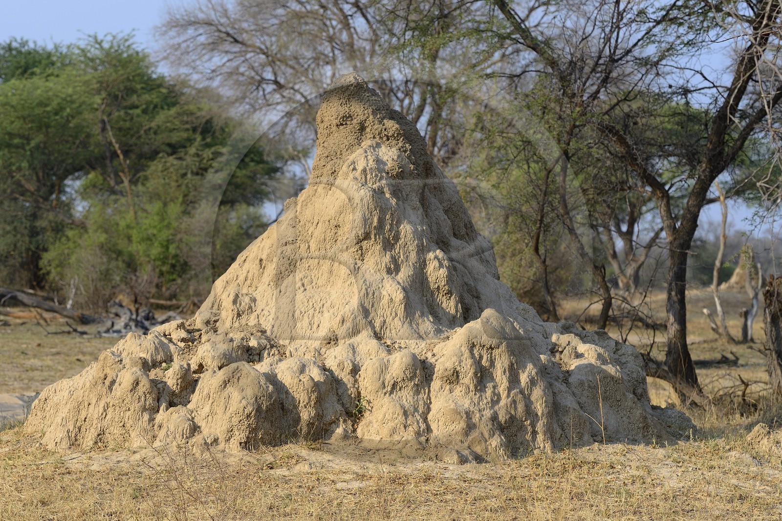 Zimbabwe, province de Matabeleland septentrional, parc national Hwange, termitière