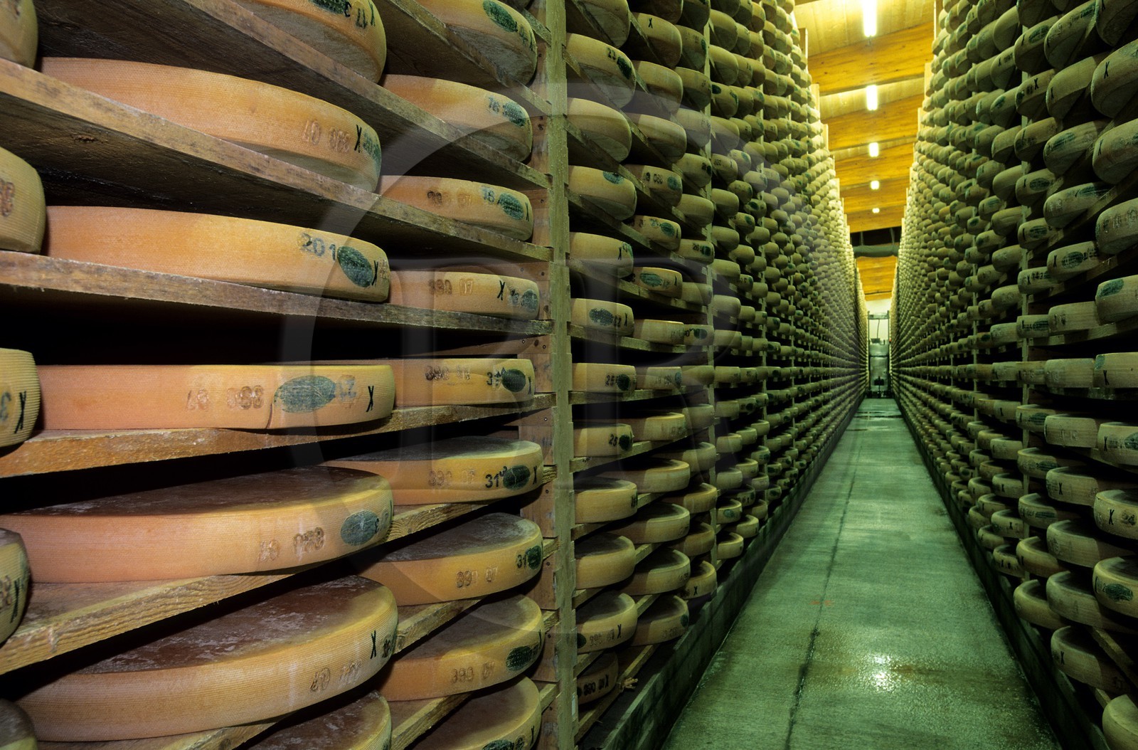 France, Doubs (25), Fort Saint Antoine, cave d'affinage du Comté de montagne