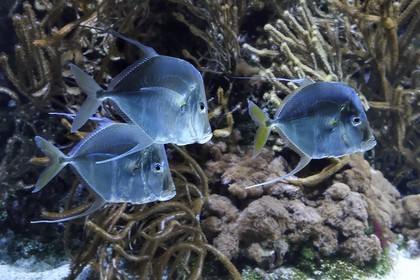 France, Charente-Maritime (17), La Rochelle, Aquarium La Rochelle, Mention obligatoire, poisson lune (Selene vomer)