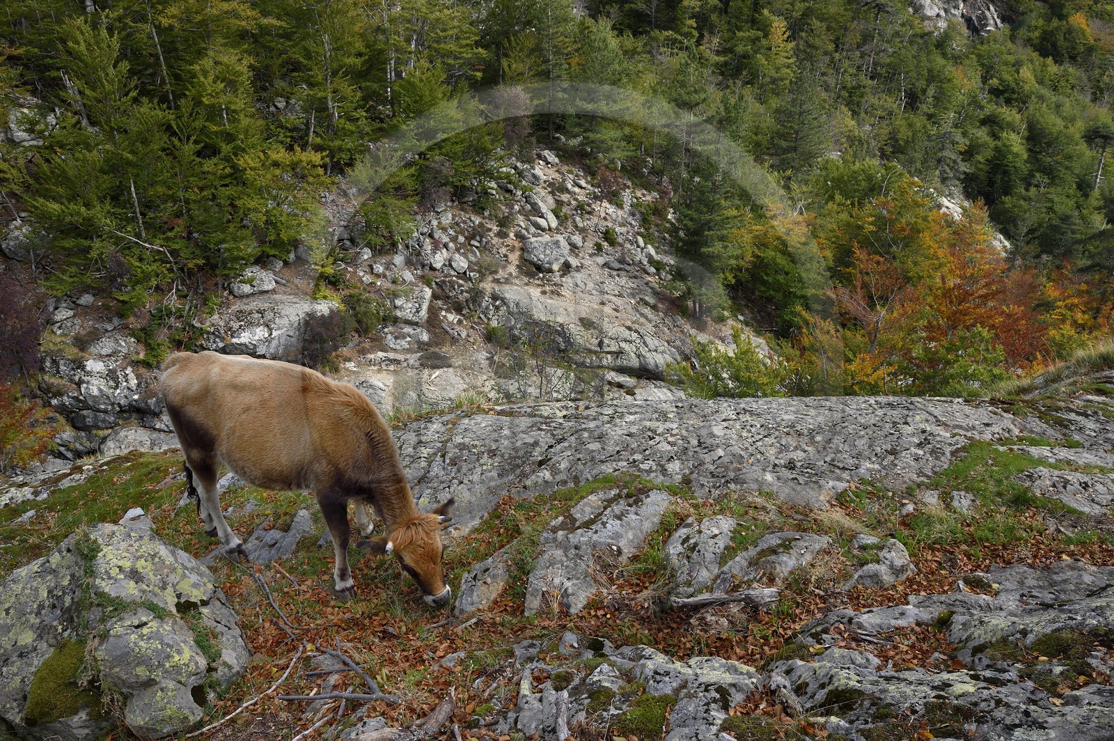 France, Haute Corse, Vivario, hiking on the GR 20, between Onda refuge and Vizzavona, Vizzavona forest, cow grazing beside the Englishmen cascades, waterfalls group in the Agnone valley under the Monte d'Oro