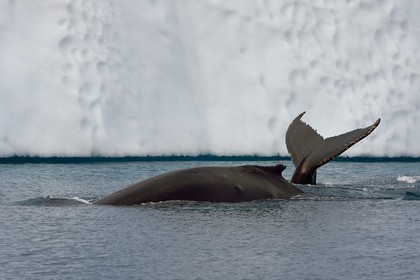 Groenland, cote ouest, baie de Disko, Ilulissat, fjord glacé classé Patrimoine Mondial de l'UNESCO qui est l’embouchure maritime du glacier Sermeq Kujalleq, queue d'une baleine à bosse ou rorqual à bosse (Megaptera novaeangliae) en plongée devant un iceberg