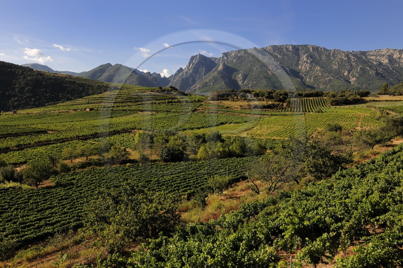 France, Herault, Orb river valley in the region of Mons la Trivalle, AOC Saint-Chinian & Roquebrun