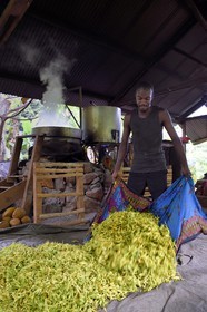 France, Ile de Mayotte, Grande-Terre, Ouangani, Aromaoré, distillation de l'huile essentielle à base de pétales de fleurs d'ylang ylang (Cananga odorata) en alambic artisanal