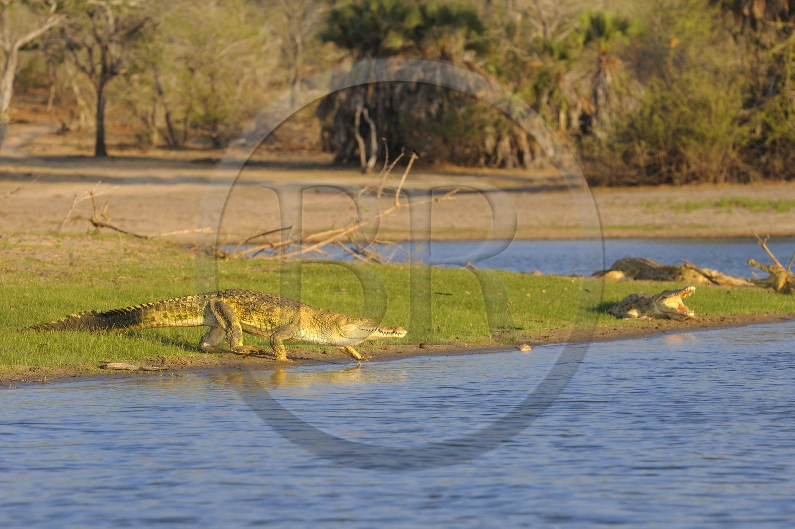 Tanzanie, Reserve de gibier de Selous une des plus grandes zones protégées au monde et inscrite sur la liste du patrimoine mondial de l’Unesco depuis 1982, crocodiles du Nil (Crocodylus niloticus) sur le lac Nzerakera formé par la rivière Rufiji