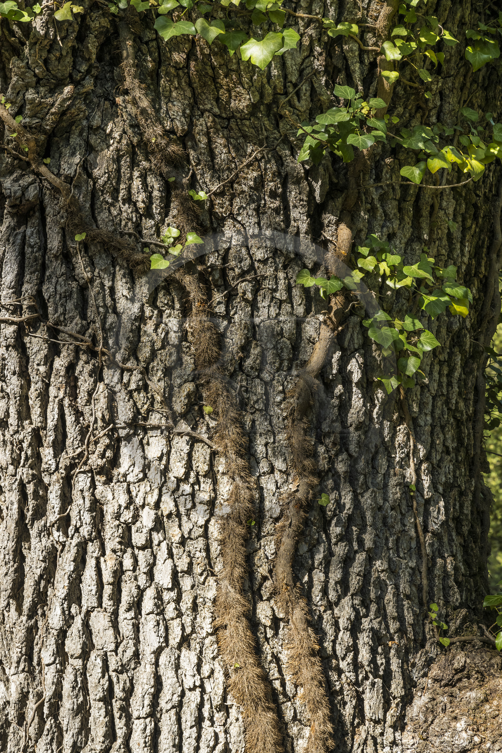 France, Var, Provence Verte (Green Provence), Bras, Academie du Bain de Foret Provencale (Academy of Forest Bathing in Provence), forest of the domaine Le Peyrourier - une campagne en Provence