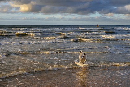 France, Calvados (14), Pays d'Auge, la côte Fleurie, Cabourg, goéland prenant son envol sur la plage de la station balnéaire