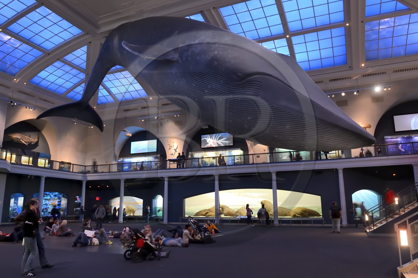 Etats-Unis, New York, Manhattan, Upper West Side, Musée Américain d'Histoire Naturelle (American Museum of Natural History), reconstitution grandeur nature d’une baleine bleue suspendue dans le hall des océans
