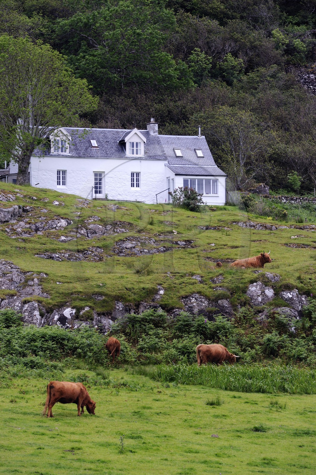 United Kingdom, Scotland, Highland, Inner Hebrides, Isle of Mull, Highland cattle