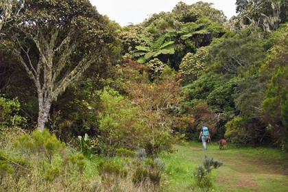 France, Ile de la Reunion, Le Tampon, Foret des Hauts de Mont-Vert au dessus de la Rivière des Remparts, randonnée avec chien