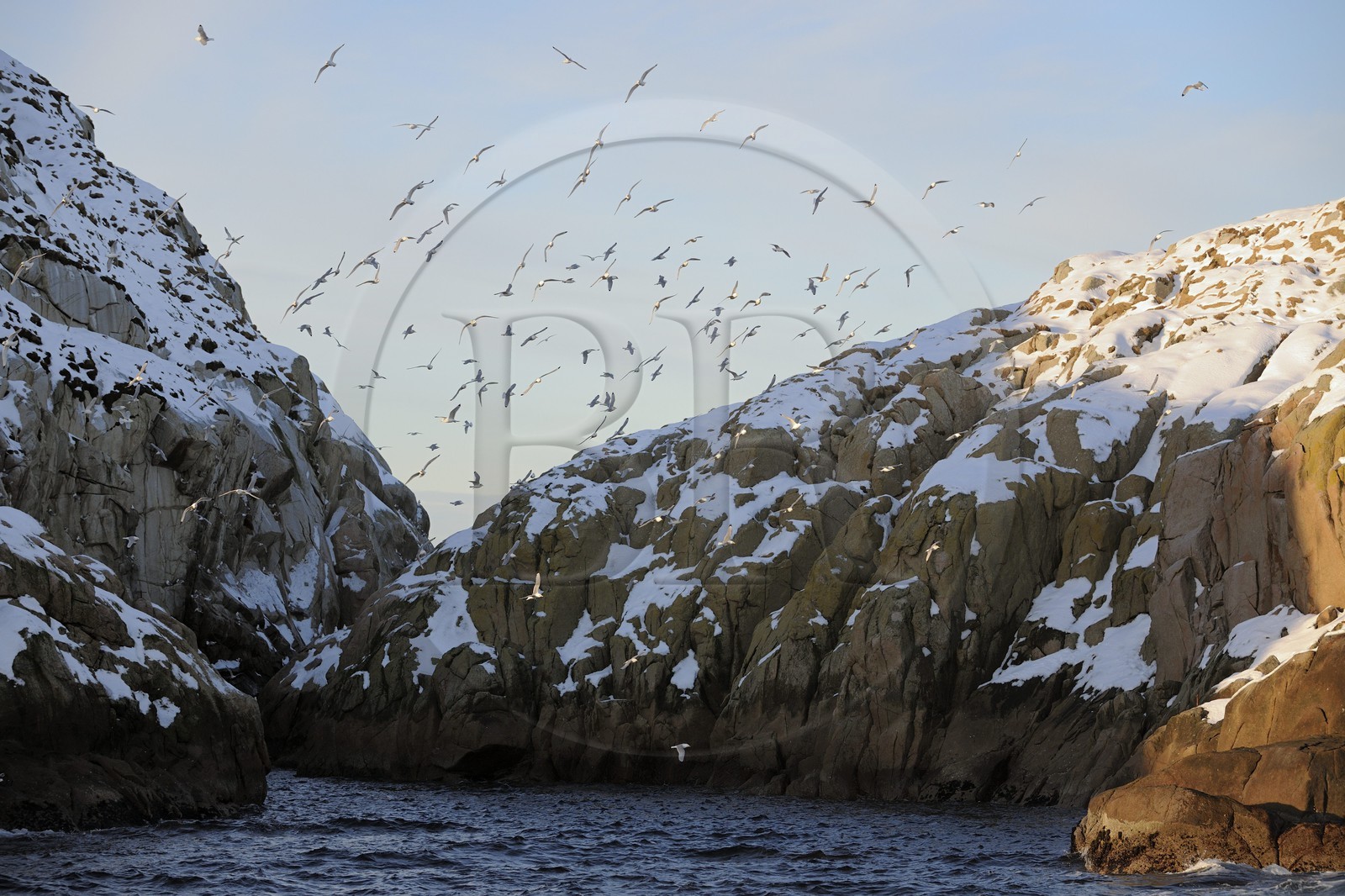 Norvège, Nordland, iles des Westeralen, région de Myre, l'ile aux oiseaux au large de Sto