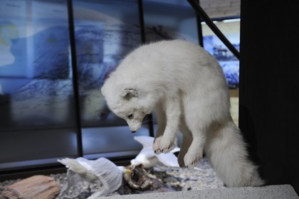 Norvège, Svalbard (Spitzberg), Longyearbyen, musée polaire arctique, renard blanc polaire