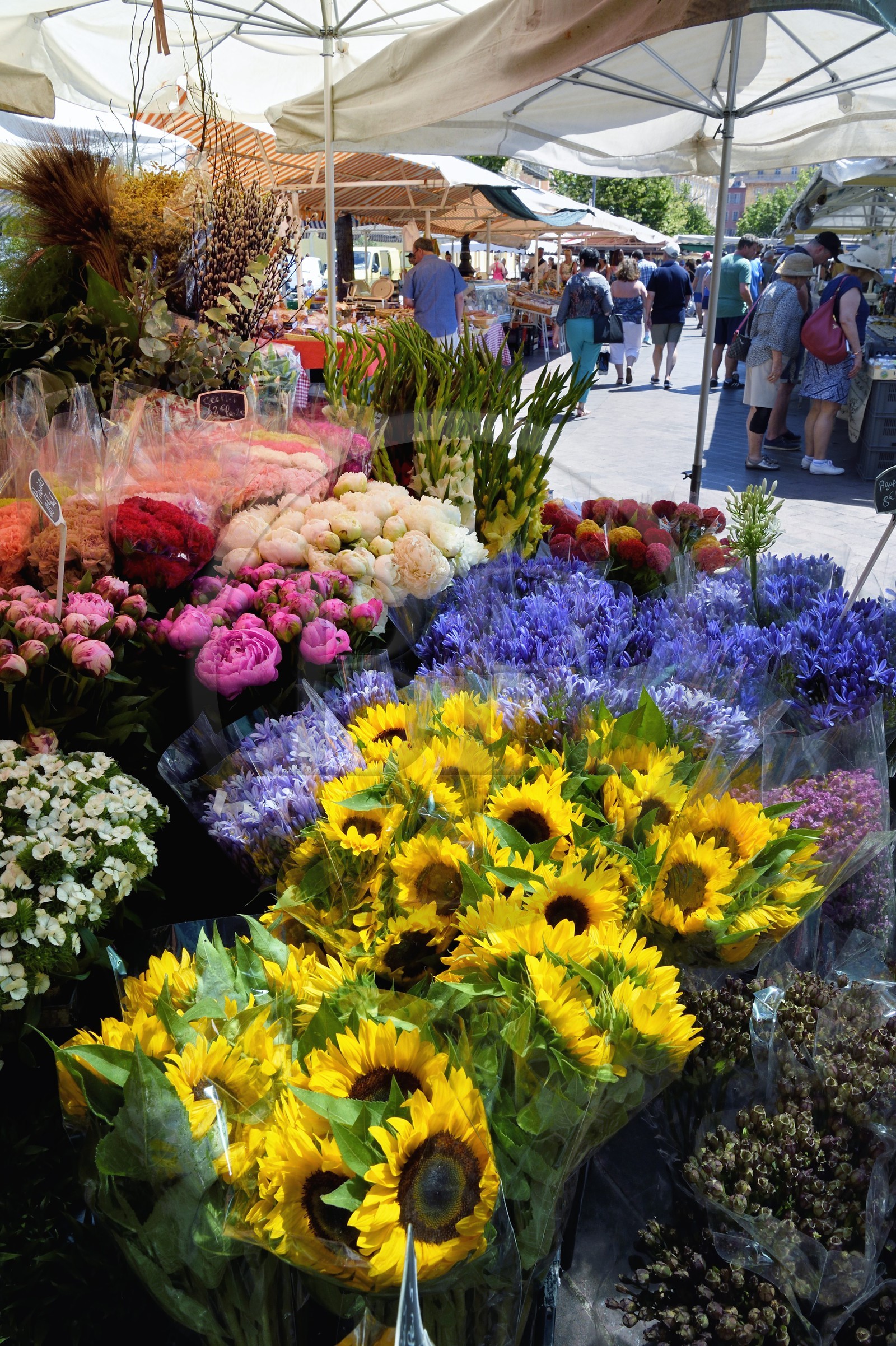 France, Alpes-Maritimes (06), Nice, vieille ville, marché du cours Saleya, marché aux fleurs