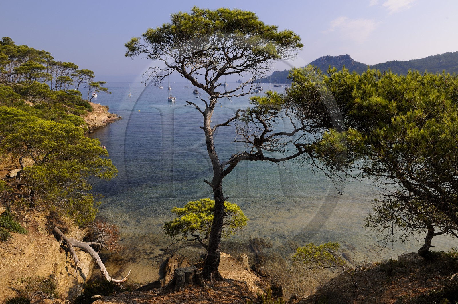France, Var (83), Iles d'Hyères, parc national de Port-Cros, île de Porquerolles, la Plage Notre Dame