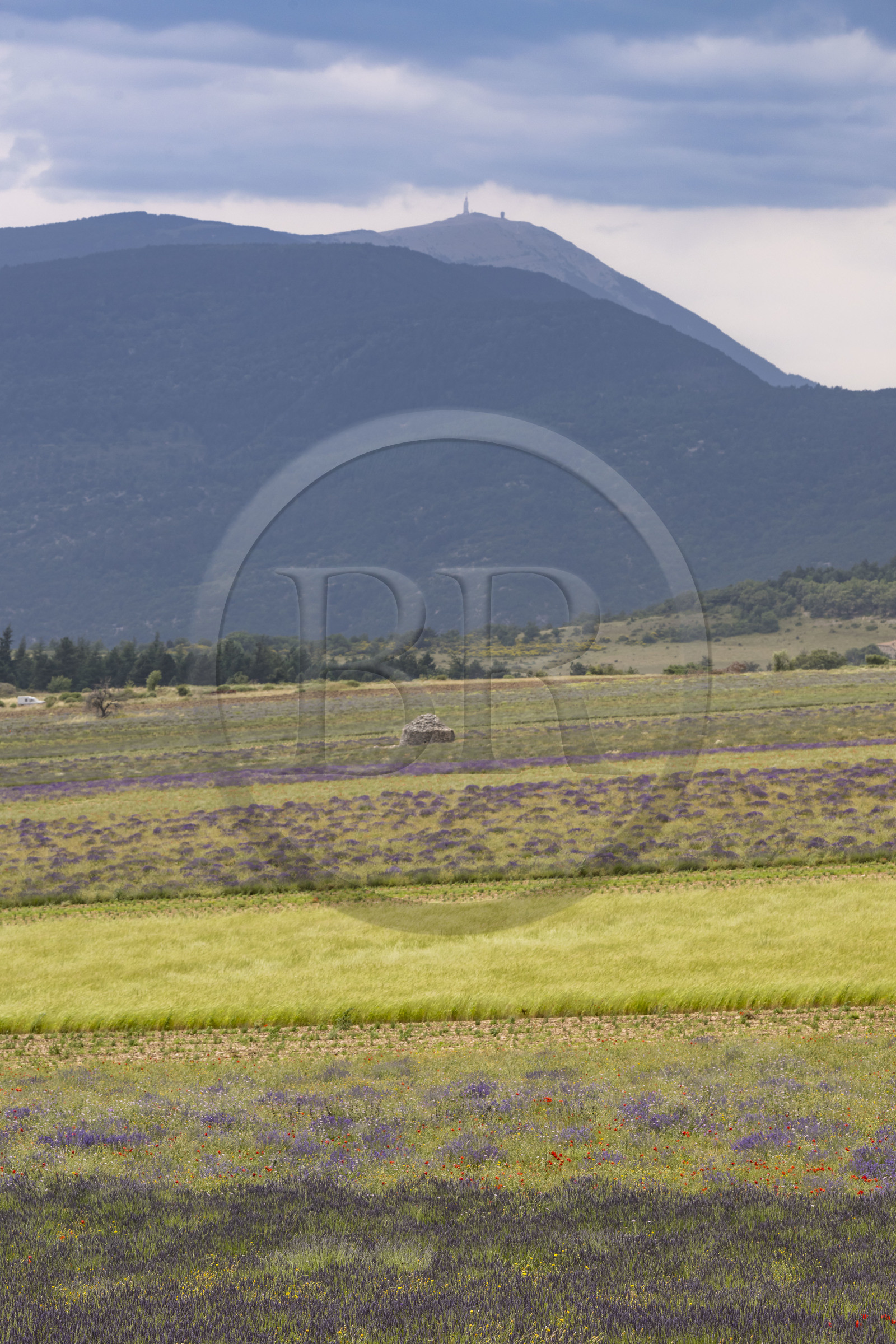 France, Drôme (26), Drome provençale, Pays de Sault, Ferrassières, champs de lavande et le Mont Ventoux en arrière plan