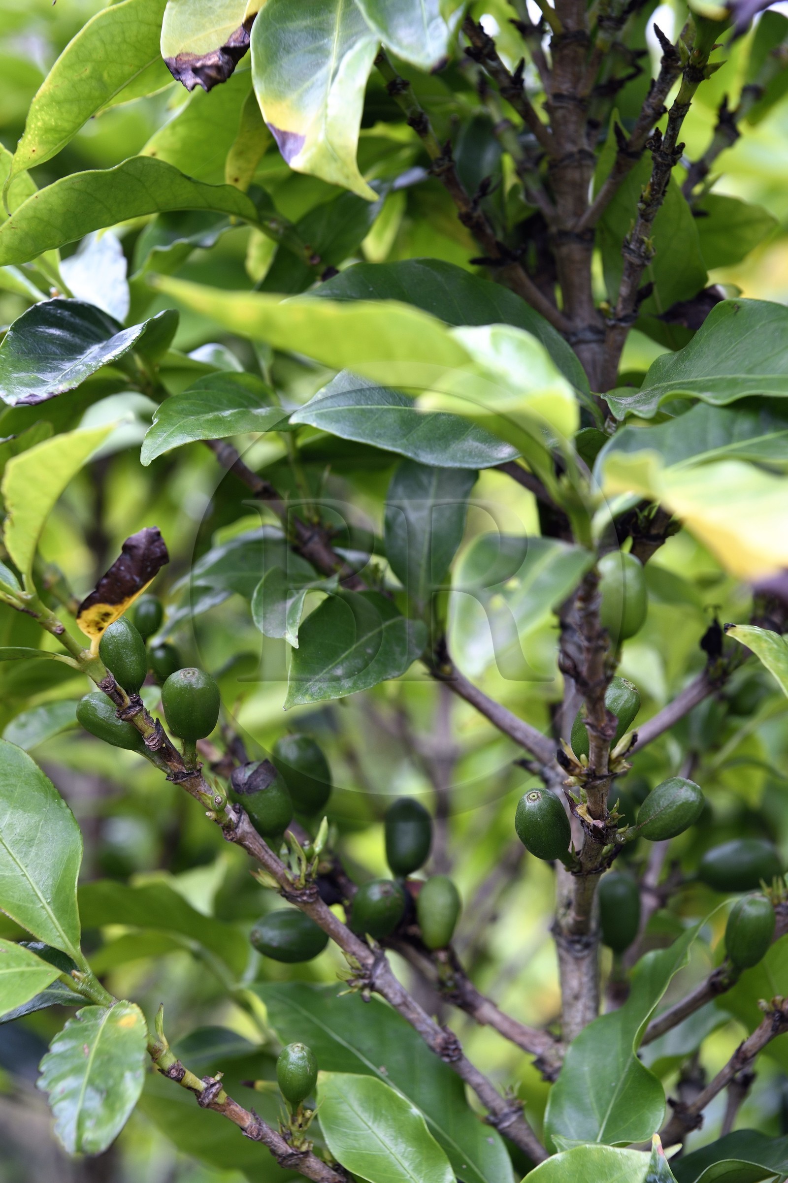 France, Ile de la Reunion, Saint Pierre, Jardin Botanique du Domaine du Café Grillé, caféier de Bourbon pointu (Coffea arabica var. laurina)