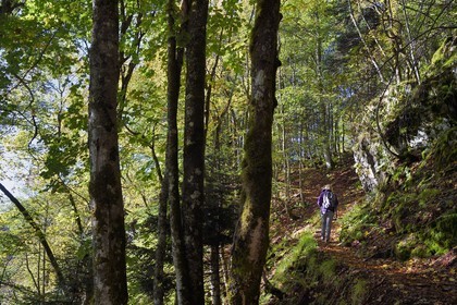 France, Haut-Rhin (68), Parc naturel régional des ballons des Vosges, Rimbach-près-Masevaux, randonneur marchant sur le GR5 au dessus du Lac des Perches