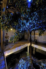 Vietnam, Hanoï, Duc’s stilt House, exposition d'art contemporain dans la maison d'un collectionneur, arbre double inversé