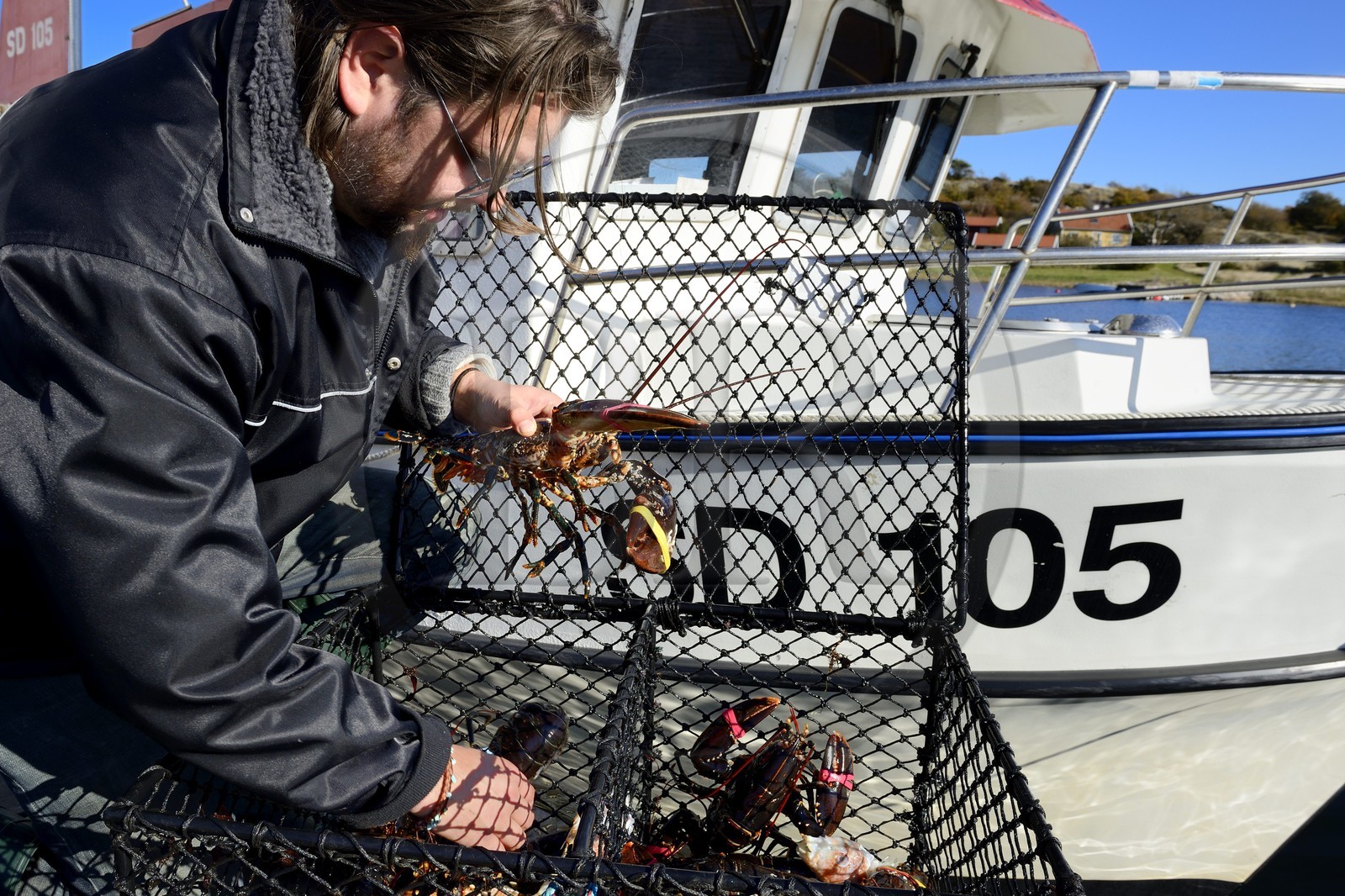 Sweden, Västra Götaland, Koster Islands, Sydkoster, Ekenäs port, returning from lobster fishing
