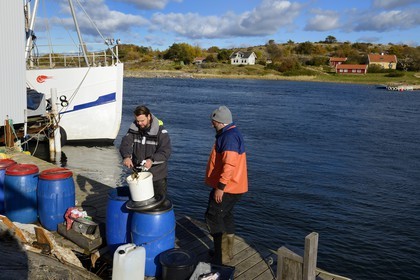 Suède, Västra Götaland, Iles Koster, Sydkoster, port de Ekenäs, préparation des appats pour les casiers à homards