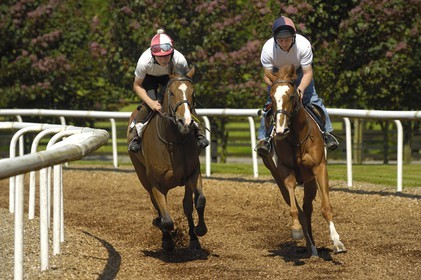 Irlande, Co. Kildare, Maynooth, harras de Moyglare (Stud), entrainement des chevaux