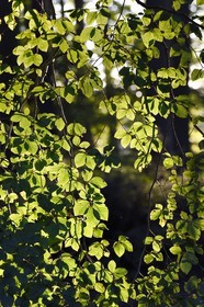 France, Seine-Maritime, Pays de Caux, Tourville sur Arques, beech leaf
