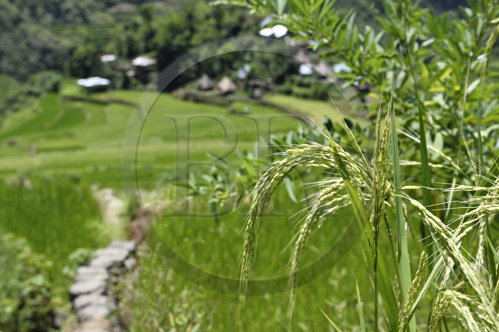 Philippines, province d'Ifugao, les rizières en terrasses de Banaue autour du village de Batad, classées Patrimoine Mondial de l'UNESCO, plant de riz