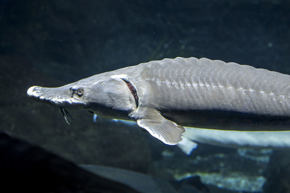 Espagne, Catalogne, Barcelone, Port Vell, l'aquarium, Esturgeon de Sibérie (Acipenser baerii)
