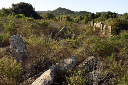 France, Corse-du-Sud (2A), Sartène, alignements de menhirs de Palaggiu (Pagliaju), dressés entre 1900 et 1000 avant Jésus-Christ, avec ses 258 menhirs, c'est le plus important de Méditerranée