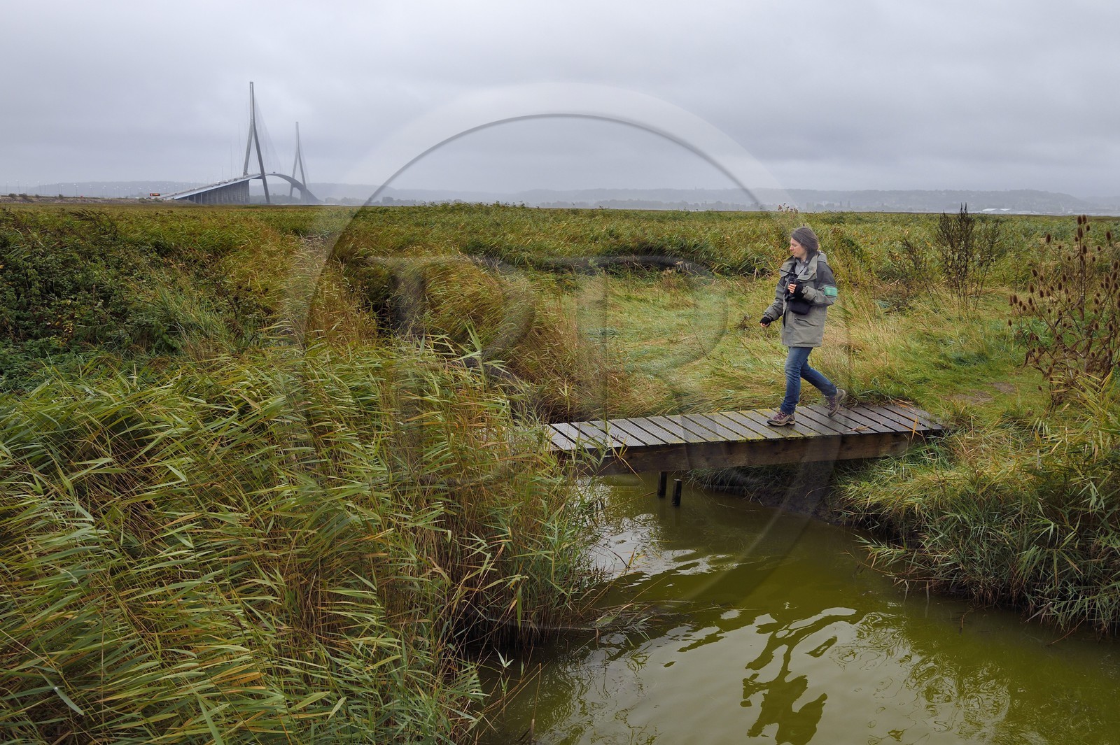 France, Seine Maritime, Natural Reserve of the Seine estuary and Normandy bridge, Stephanie Reymann from the Maison de l'Estuaire on the discovery trail into the reed bed