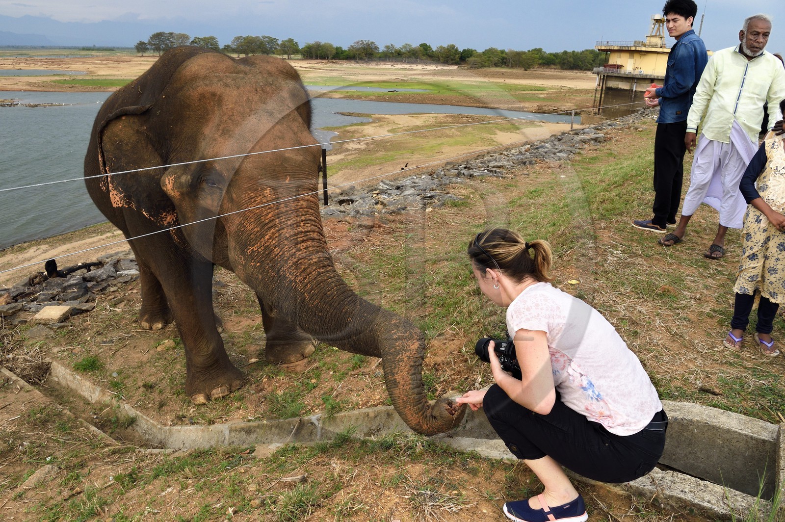 Sri Lanka, province d'Uva, éléphant (Elephas maximus) en bordure du Parc national d'Uda Walawe (Udawalawe National Park)