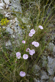 France, Vaucluse, Dentelles de Montmirail mountains, ridges from Saint-Amand, bindweed (Convolvulus arvensis) and pinnate stipe (Stipa pennata) also called angel hair in the scrubland