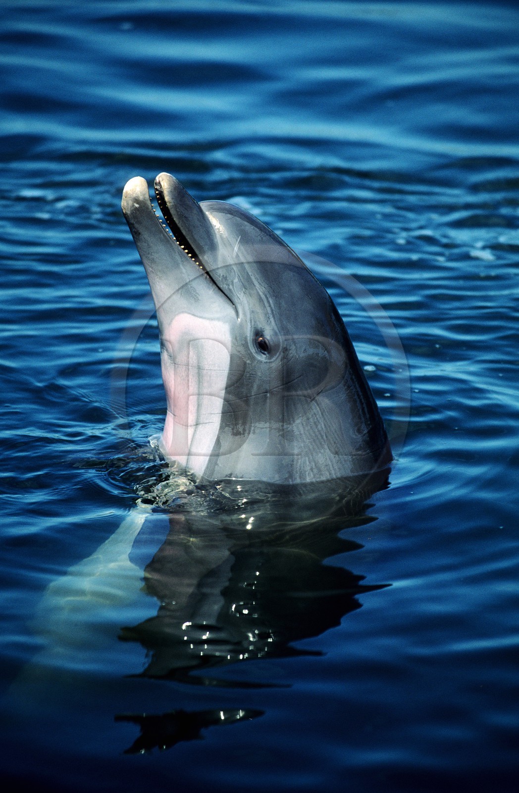 Etats-Unis, Floride, dauphin