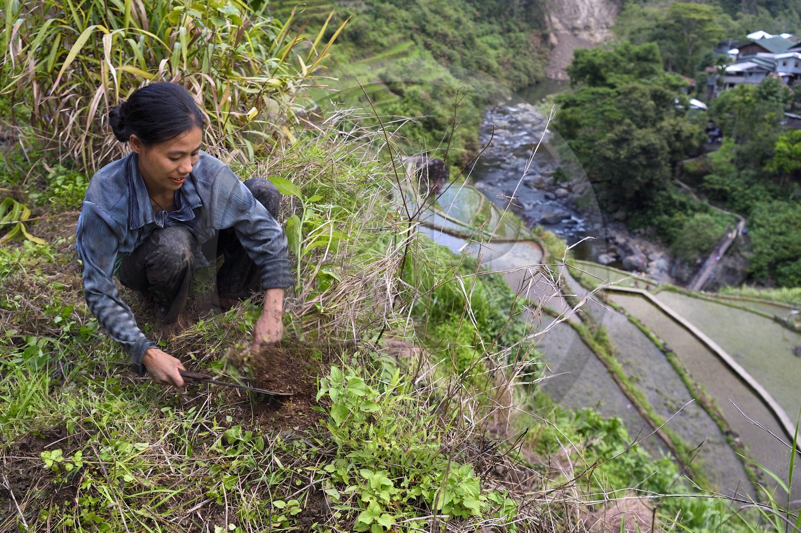 Philippines, province d'Ifugao, les rizières en terrasses de Banaue autour du village de Cambulo, classées Patrimoine Mondial de l'UNESCO, Daria Faith Wingin 32 ans, mariée et mère de deux enfants, débroussaille une parcelle pour replanter