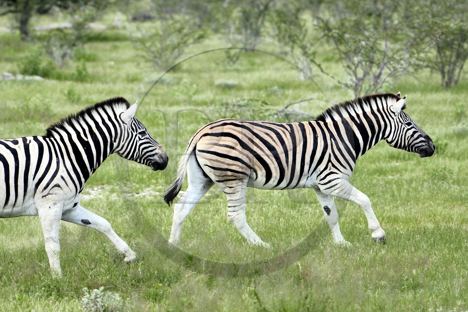 Namibie, région de Oshikoto, Parc National d'Etosha, zèbres de Burchell (Equus burchellii)