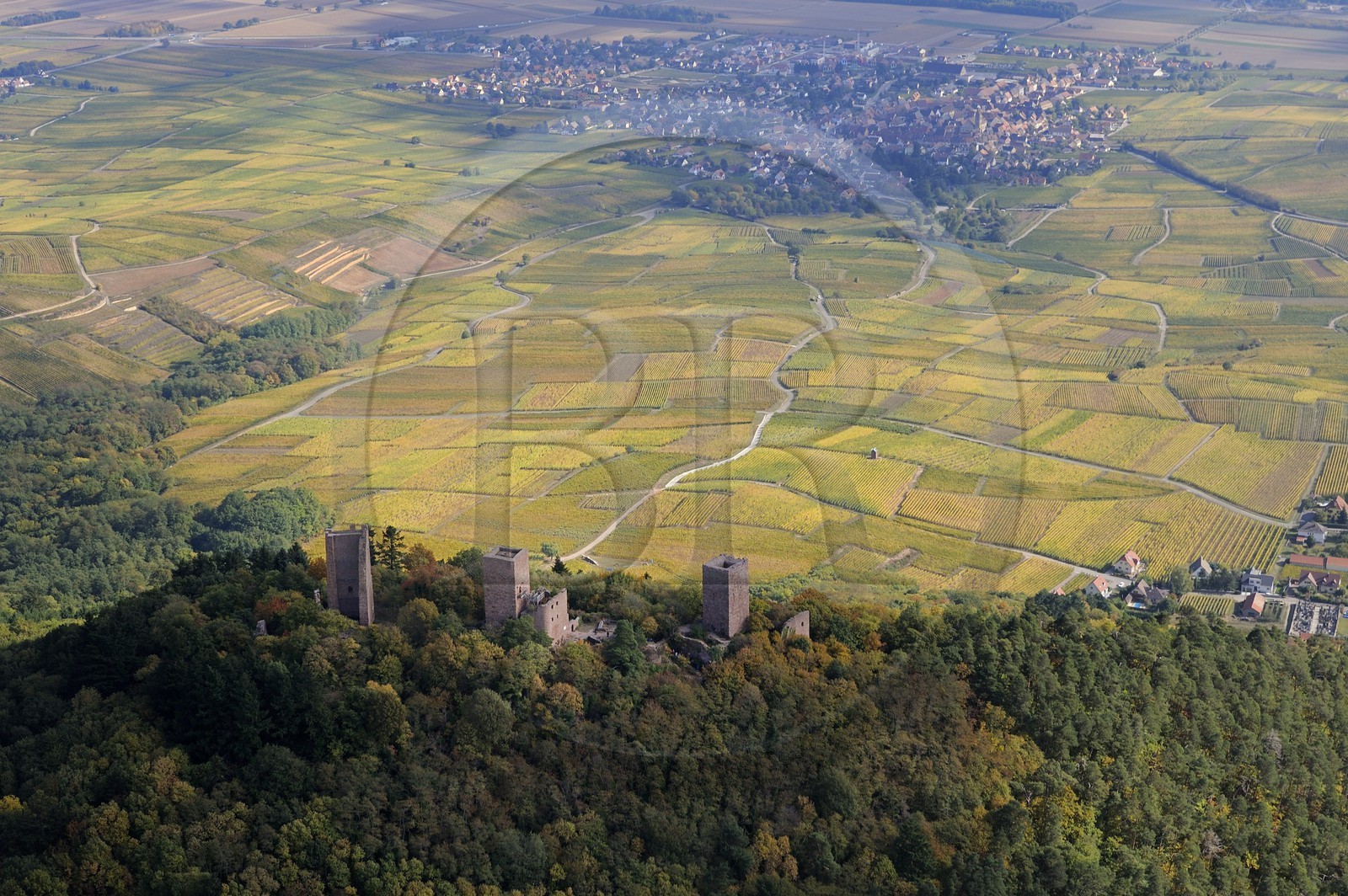 France, Haut Rhin, the three donjons of Eguisheim in the massif des Vosges and the village surrounded by vineyards (aerial view)