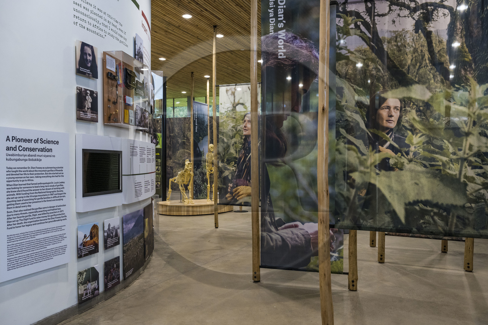 Rwanda, Northern Province, Musanze (Ruhengeri) District, Kinigi, Ellen DeGeneres Campus of the Dian Fossey Gorilla Fund, Cindy Broder Conservation Gallery with an immersive educational exhibit