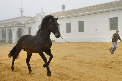 Espagne, Andalousie, province de Séville, Utrera, Finca El Pinganillo, le haras de la propriété, entrainement d'un Pure race espagnole ou PRE (Pura Raza Espanola)