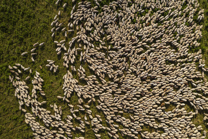 France, Puy-de-Dôme (63), Parc Naturel Régional des Volcans d'Auvergne, Chaine des Puys classée Patrimoine Mondial de l’UNESCO, troupeau de brebis Rava au pied du volcan Puy de Dôme (vue aérienne)