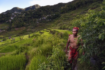 Philippines, province d'Ifugao, les rizières en terrasses de Banaue autour du village de Batad, classées Patrimoine Mondial de l'UNESCO, le guide Adolpho revetu du costume traditionnel Ifugao